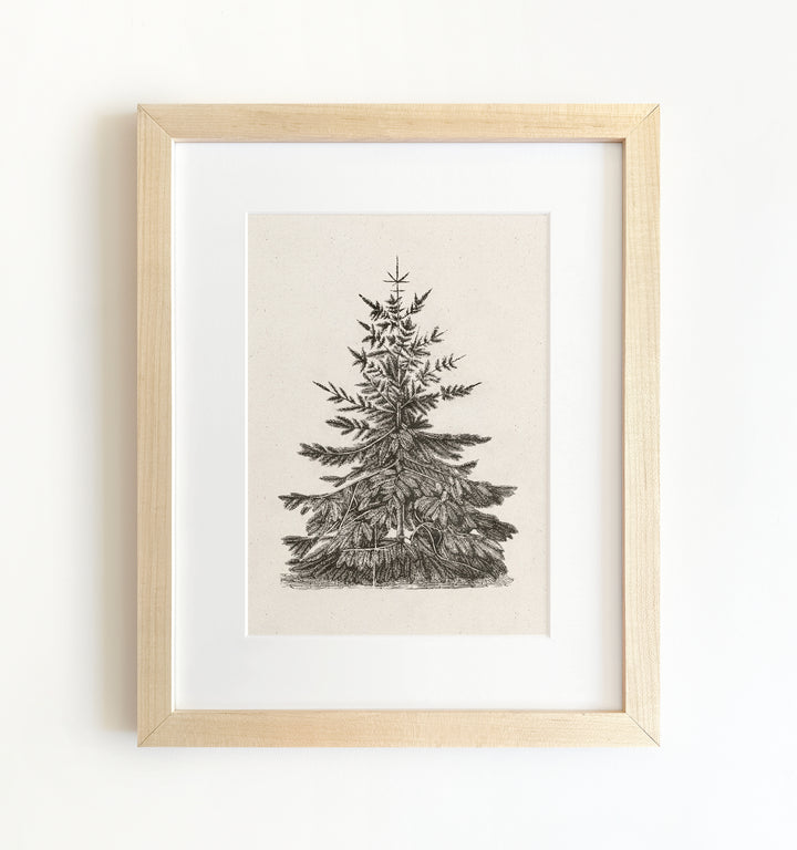 Old Pine Framed Art