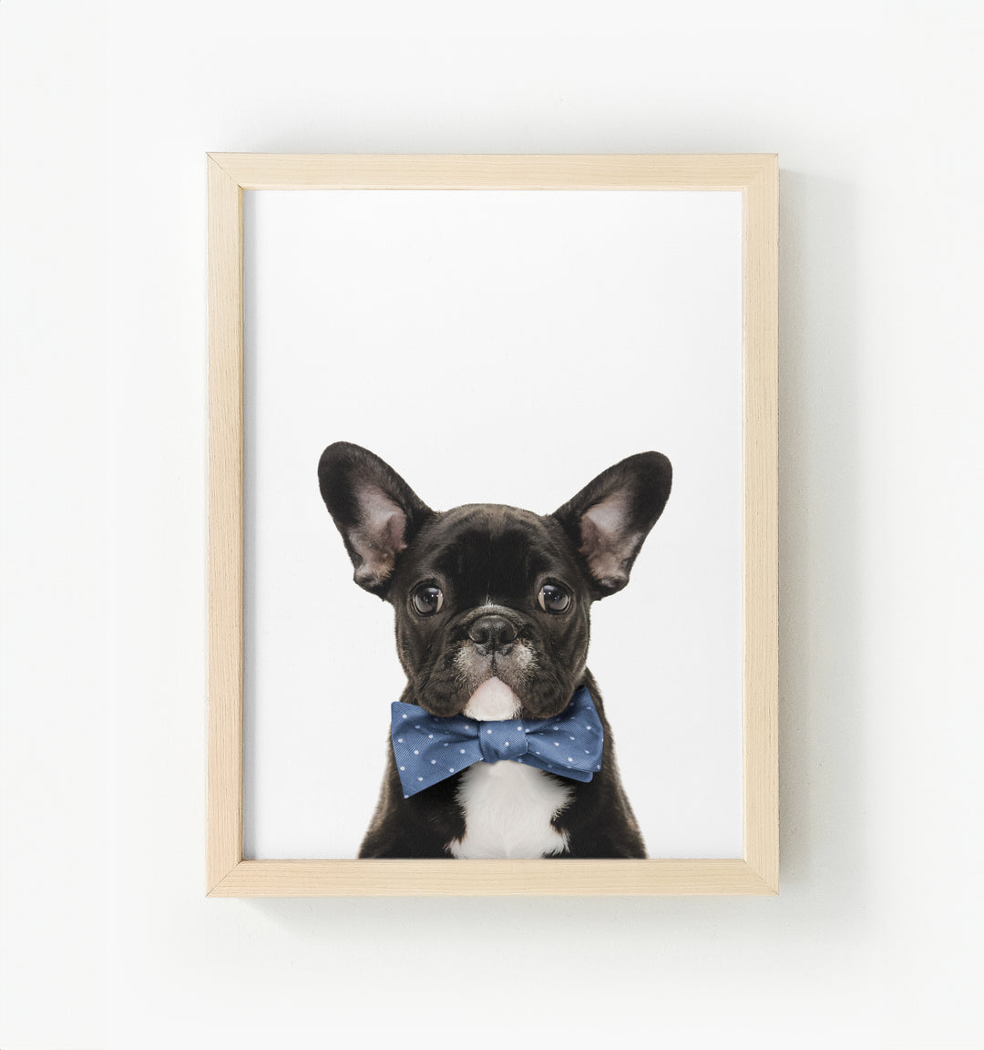 Baby Puppy French Bulldog Framed Canvas