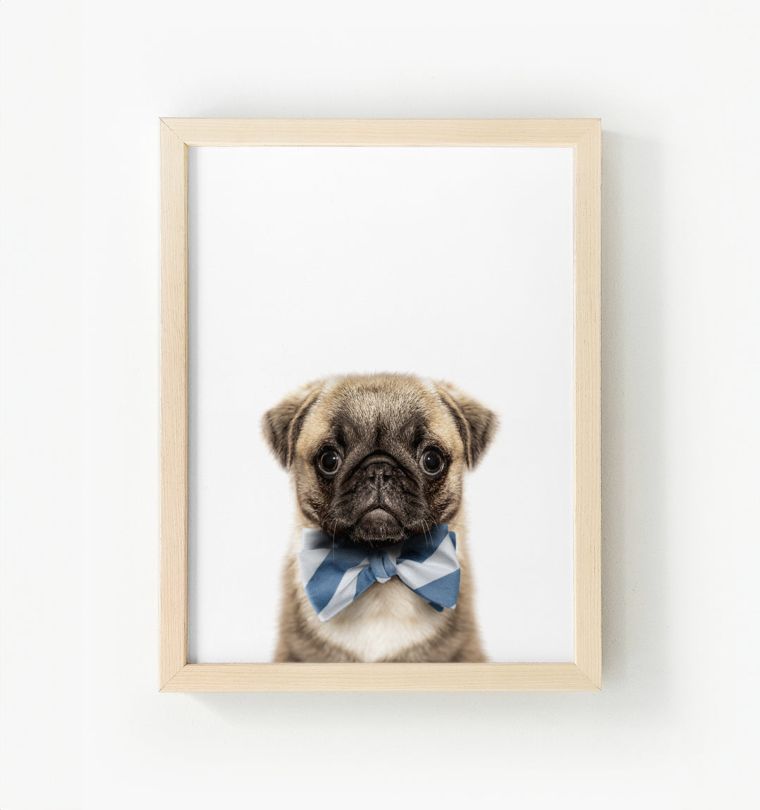 Baby Pug Puppy Framed Canvas