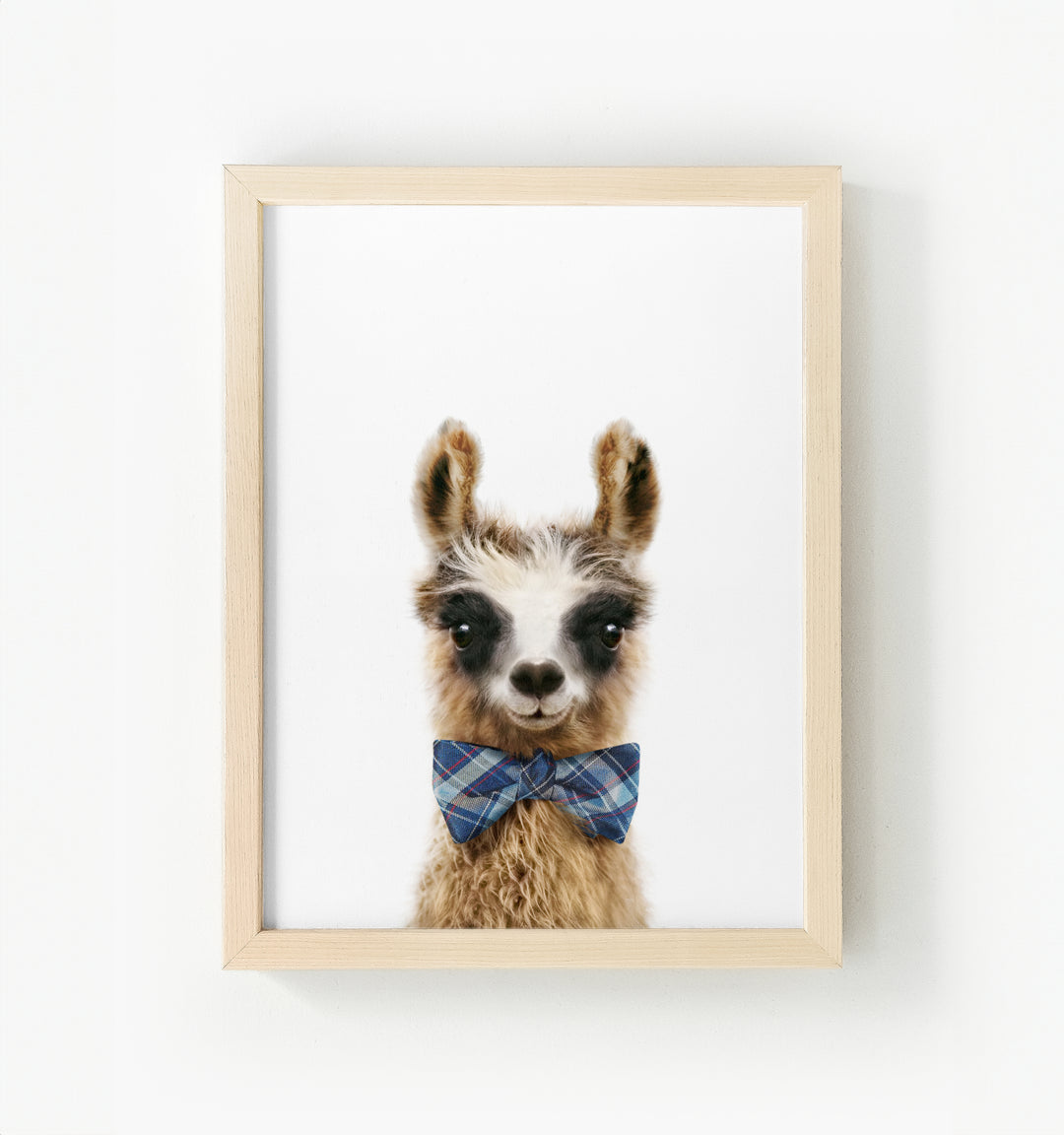 Baby Llama Framed Canvas