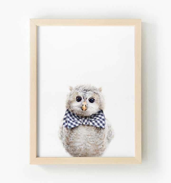 Baby Owl Framed Canvas