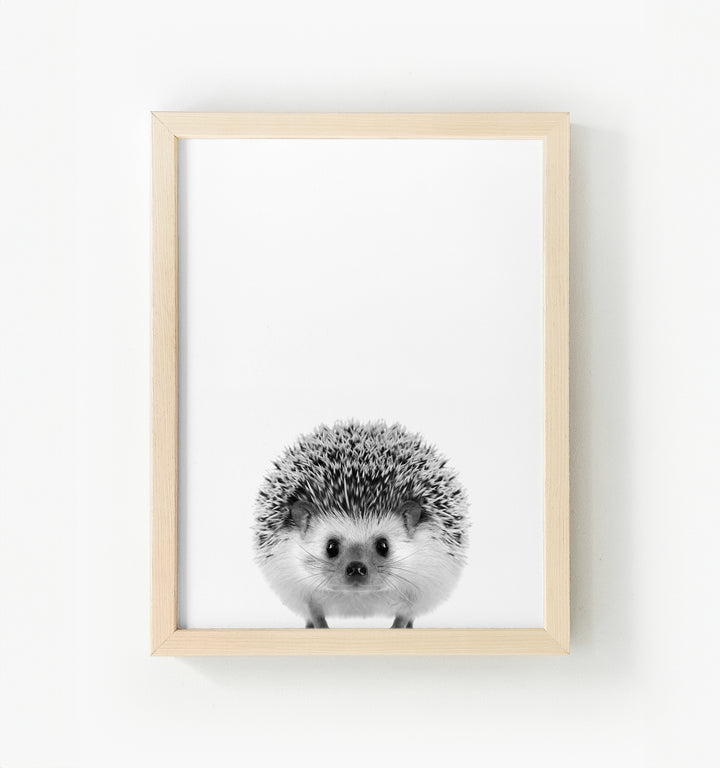 Baby Hedgehog Framed Canvas