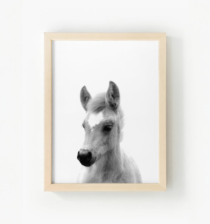 Baby Horse Framed Canvas