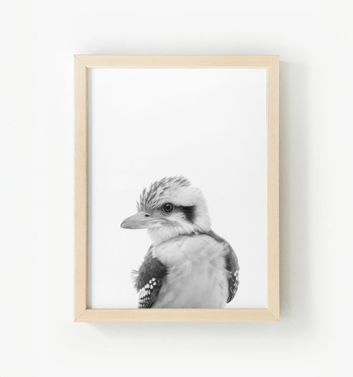 Baby Kookaburra Framed Canvas