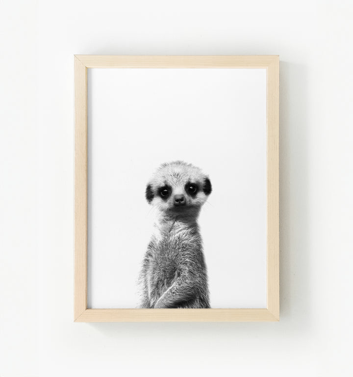 Baby Meerkat Framed Canvas