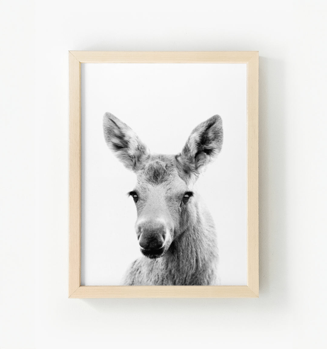 Baby Moose Framed Canvas