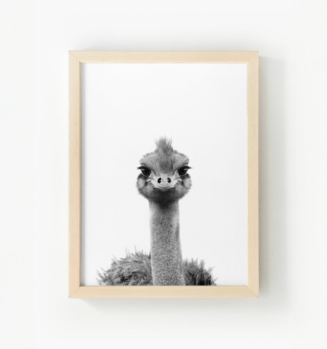 Baby Ostrich Framed Canvas