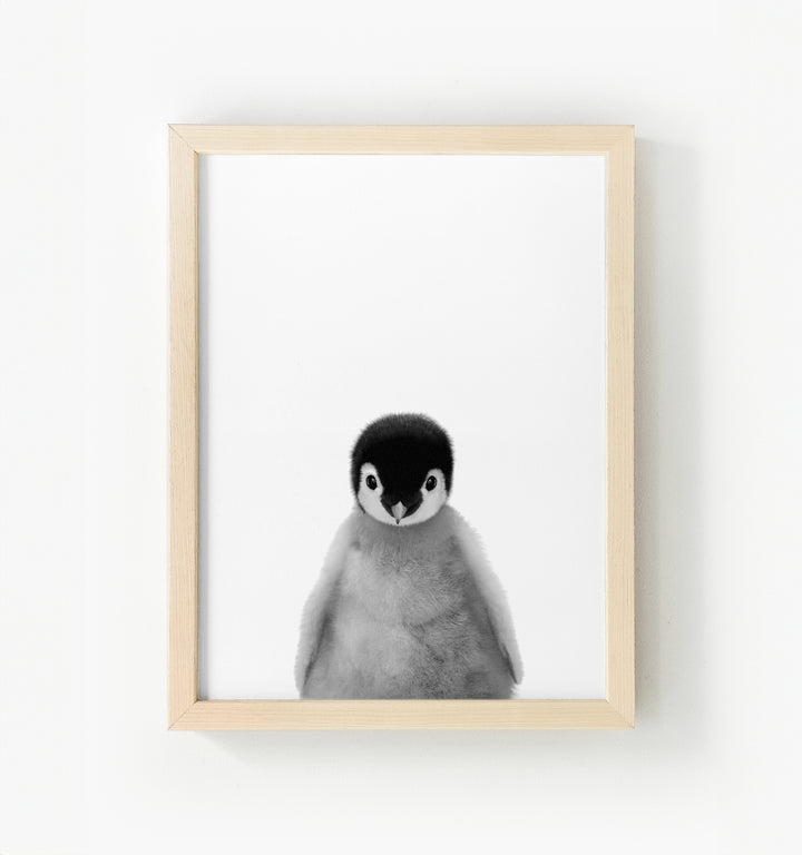 Baby Penguin Framed Canvas