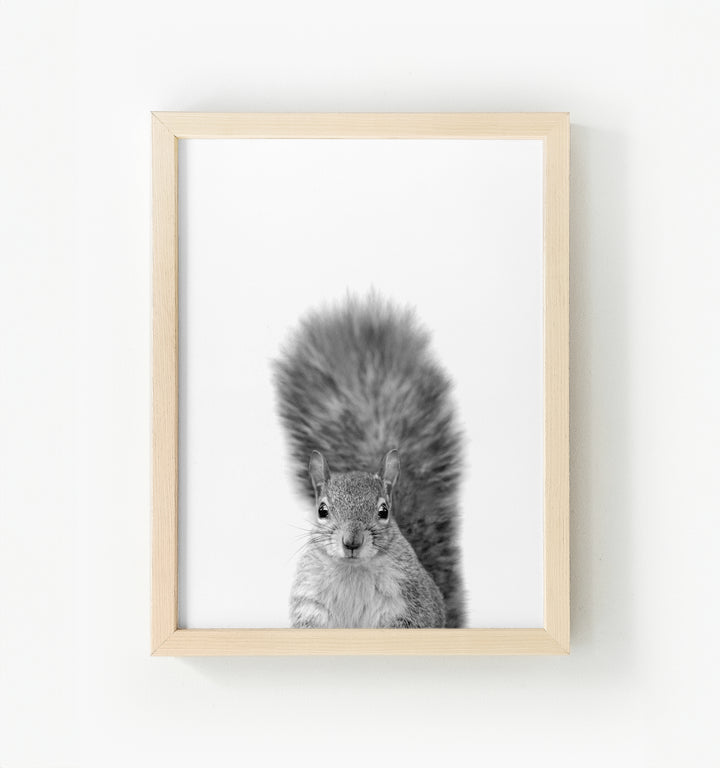 Baby Squirrel Framed Canvas