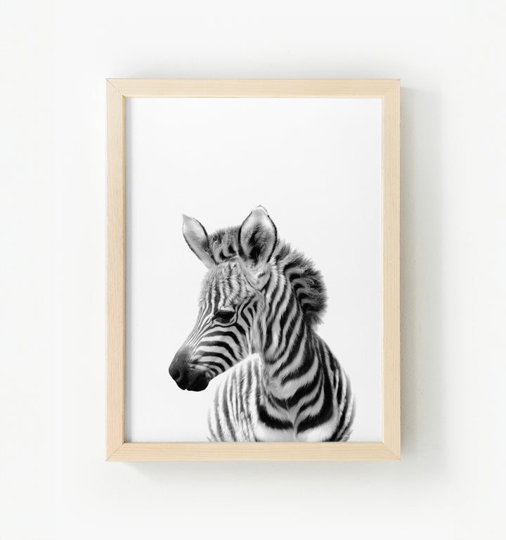 Baby Zebra Framed Canvas