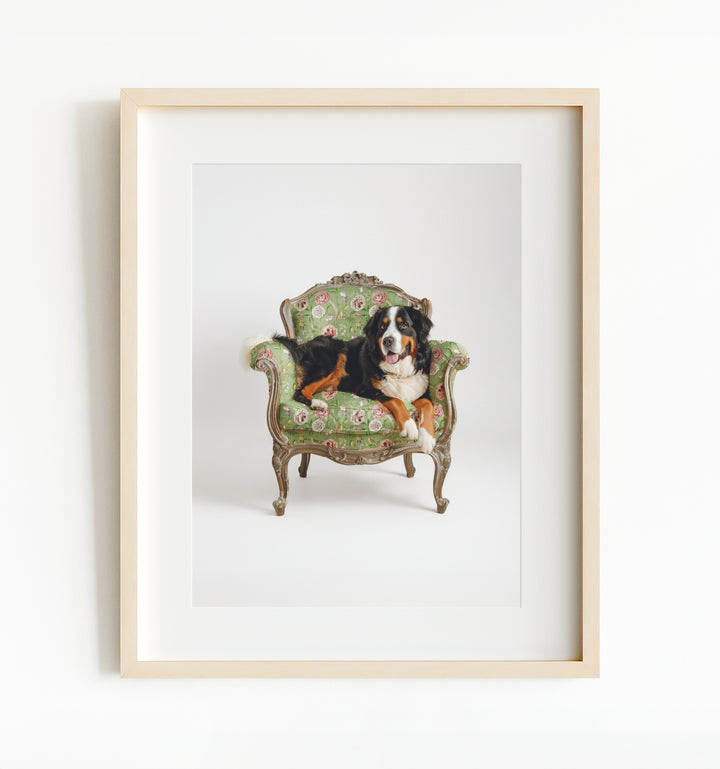 Bernese Mountain Dog on Chair