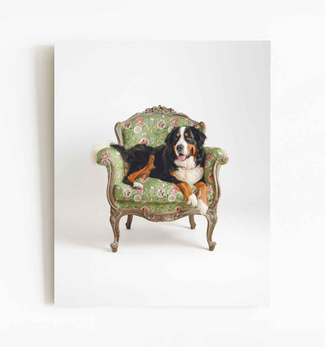 Bernese Mountain Dog on Chair