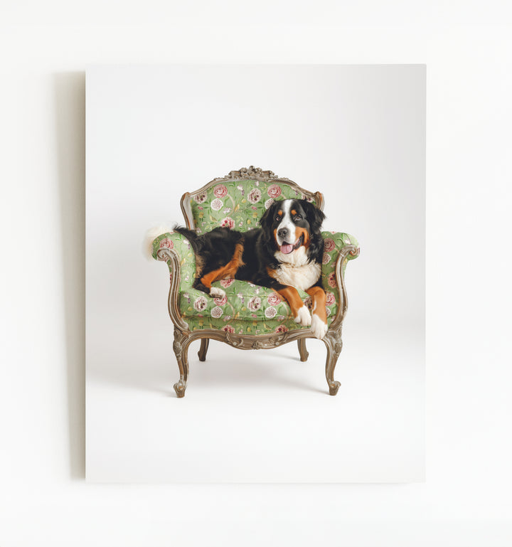 Bernese Mountain Dog on Chair