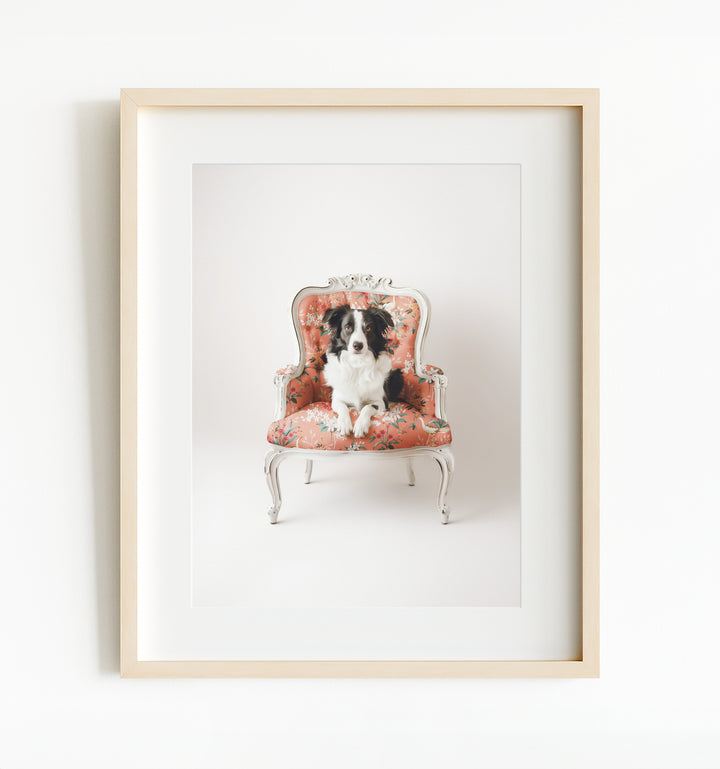 Border Collie Dog on Chair