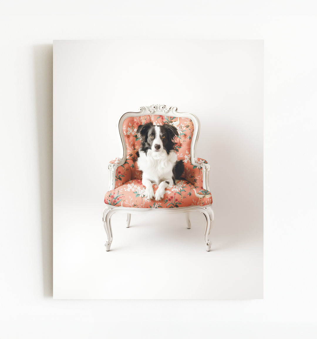 Border Collie Dog on Chair