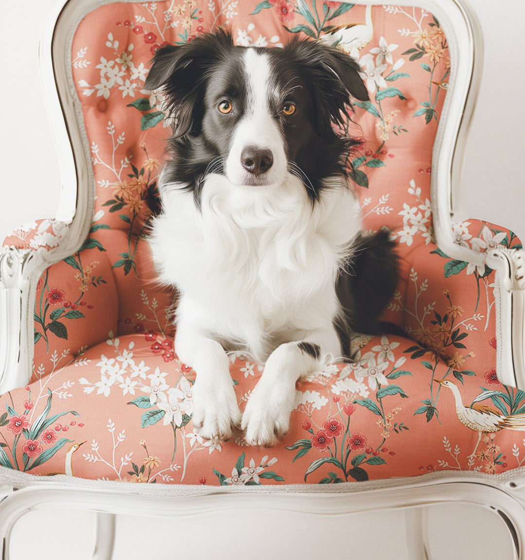 Border Collie Dog on Chair