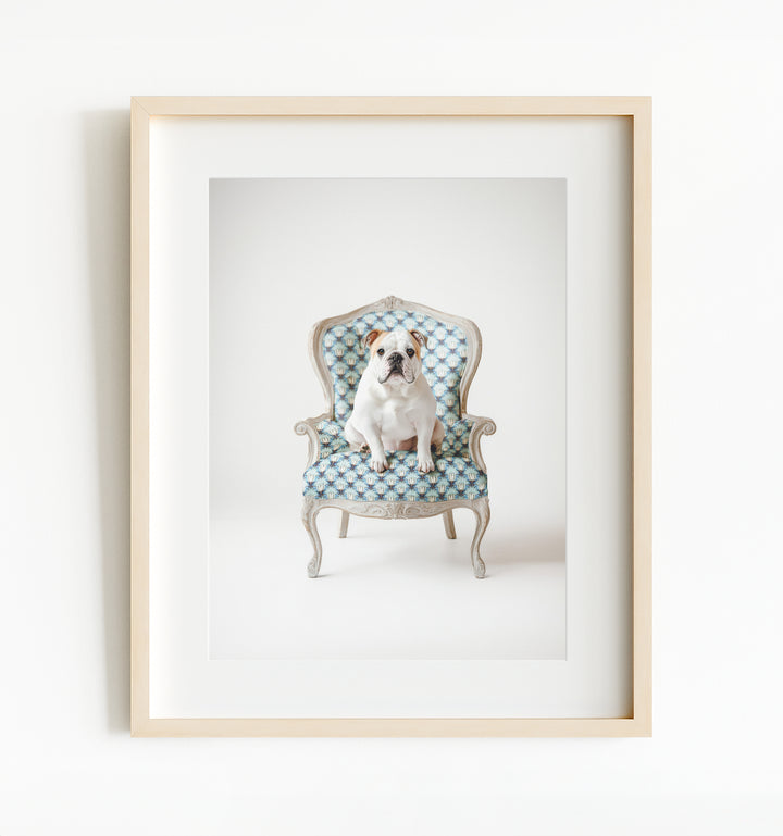 Bulldog Dog on Chair