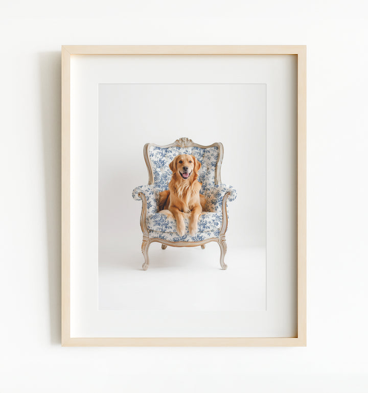 Golden Retriever Dog on Chair