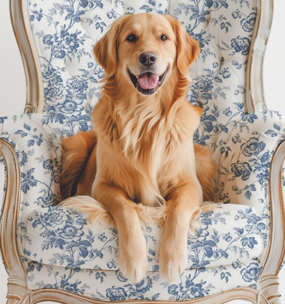 Golden Retriever Dog on Chair