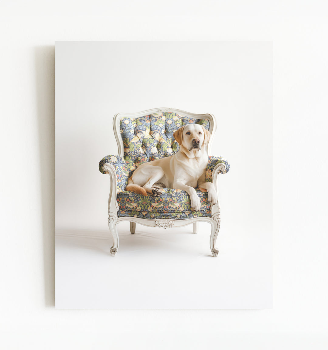 Labrador Retriever Dog on Chair