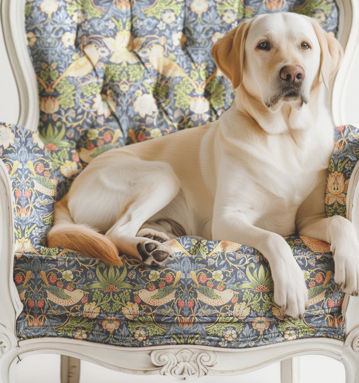 Labrador Retriever Dog on Chair