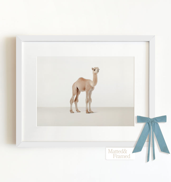 Studio Camel Framed Art