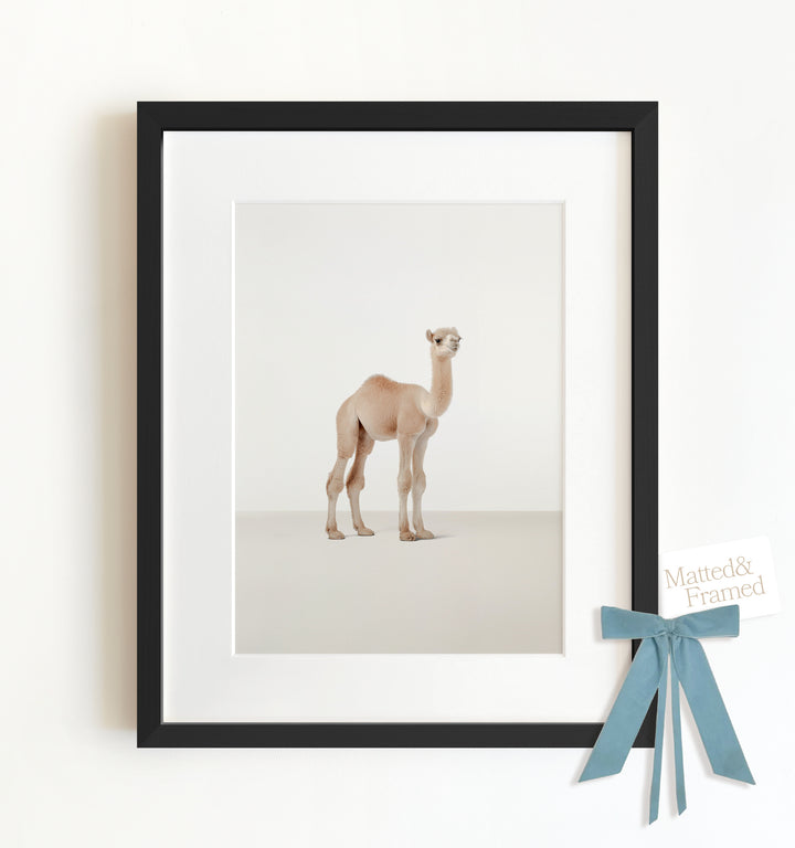 Studio Camel Framed Art