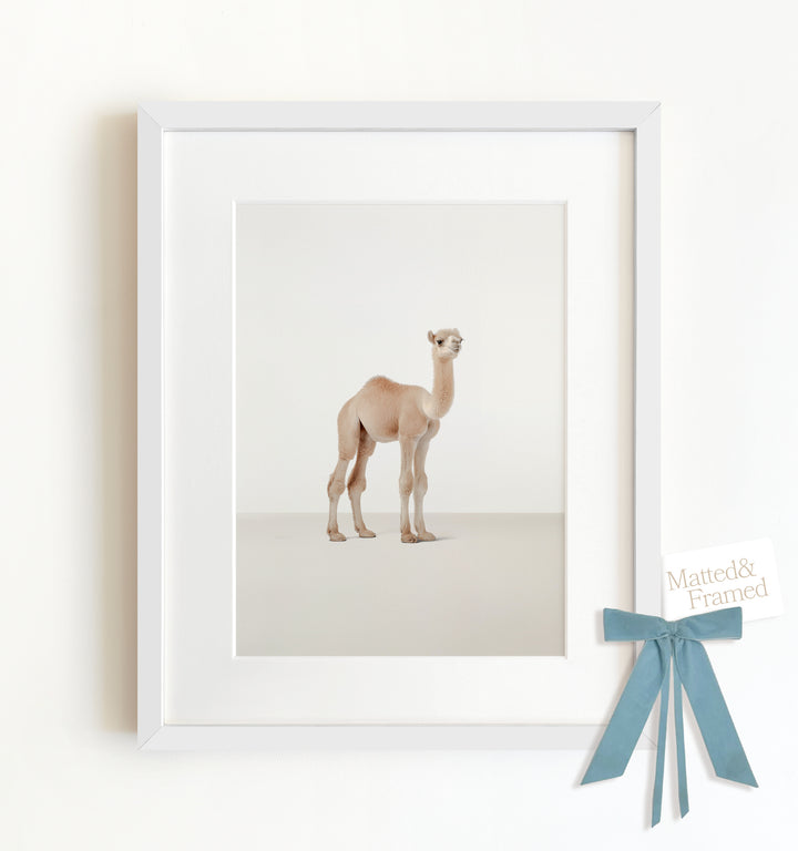 Studio Camel Framed Art