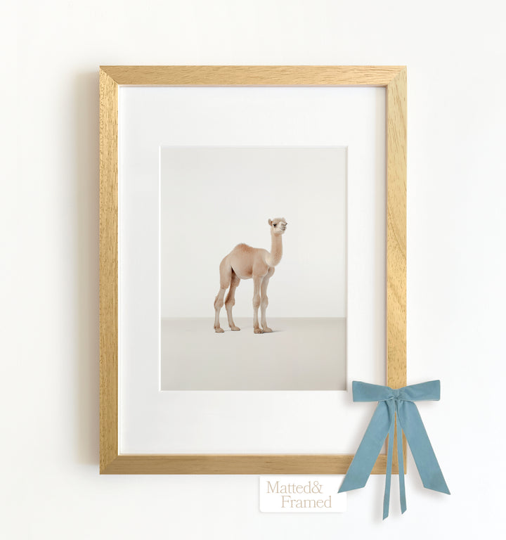 Studio Camel Framed Art