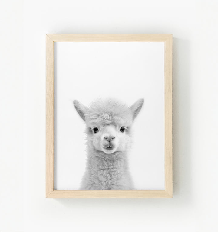 Baby Alpaca Framed Canvas