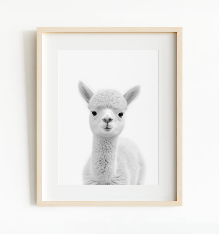 Baby Alpaca