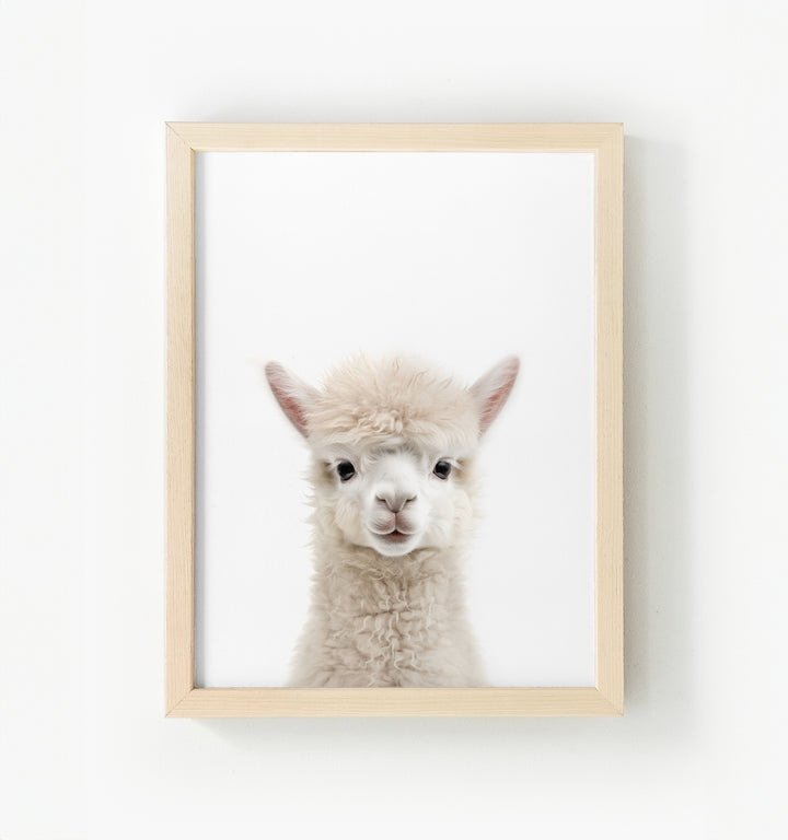 Baby Alpaca Framed Canvas