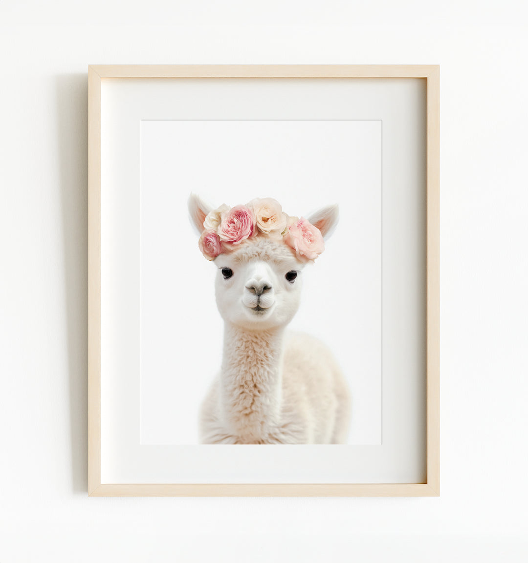 Baby Alpaca