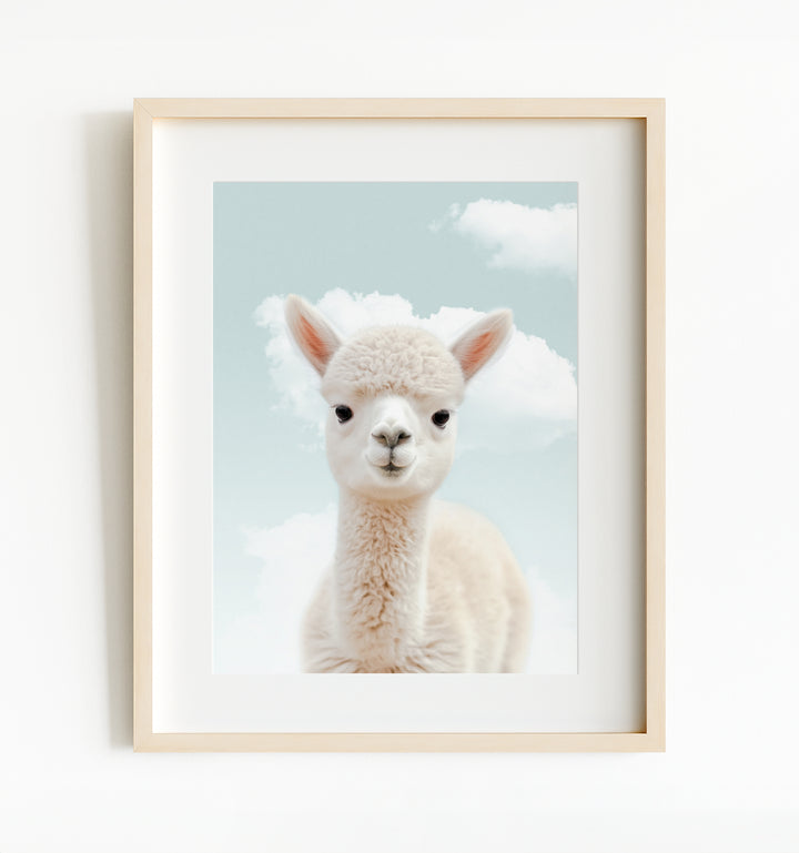 Baby Alpaca