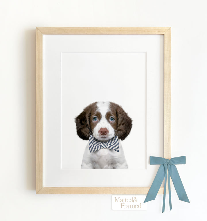 Baby Puppy Springer Spaniel Portrait Framed Art