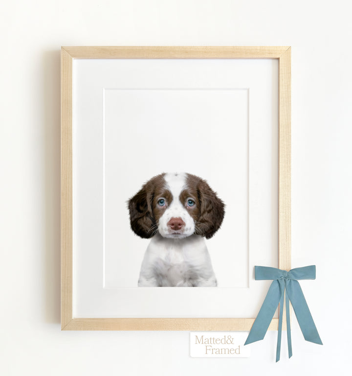 Baby Puppy Springer Spaniel Portrait Framed Art