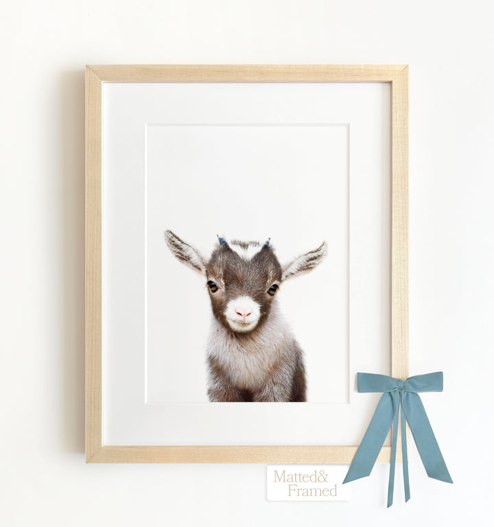 Baby Goat Framed Art