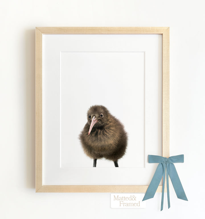 Baby Kiwi Bird Framed Art