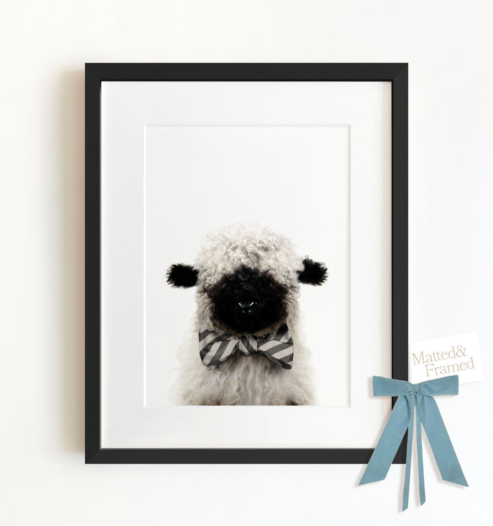 Baby Blacknose Sheep Framed Art