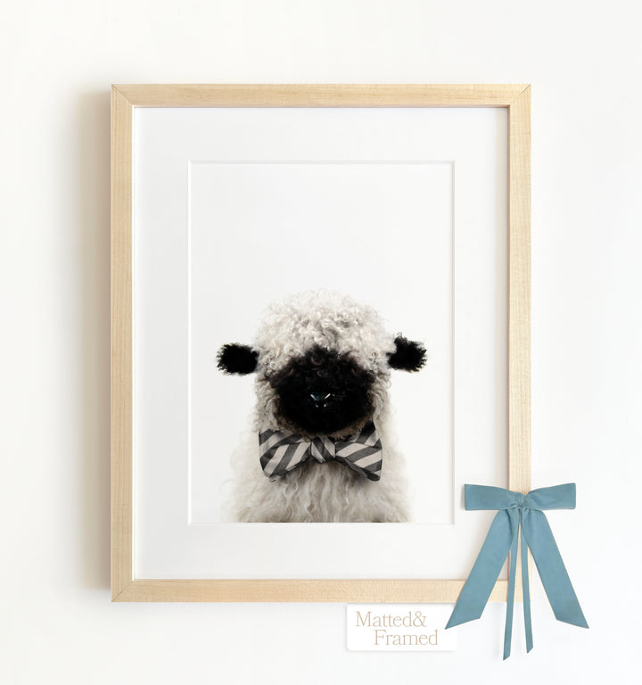 Baby Blacknose Sheep Framed Art