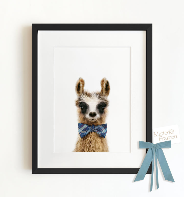 Baby Llama Framed Art