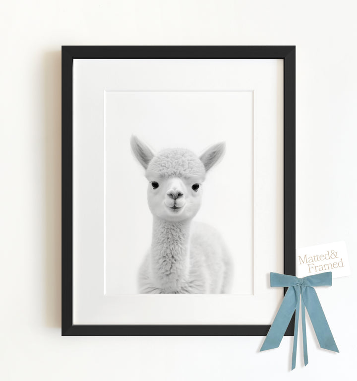 Baby Alpaca Framed Art