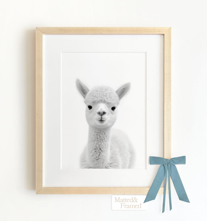 Baby Alpaca Framed Art