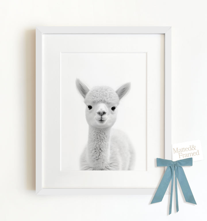 Baby Alpaca Framed Art