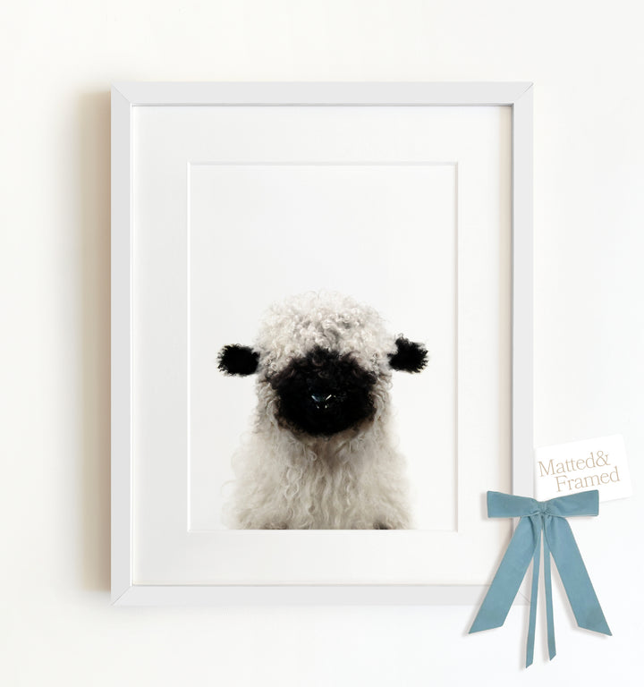 Baby Blacknose Sheep Framed Art