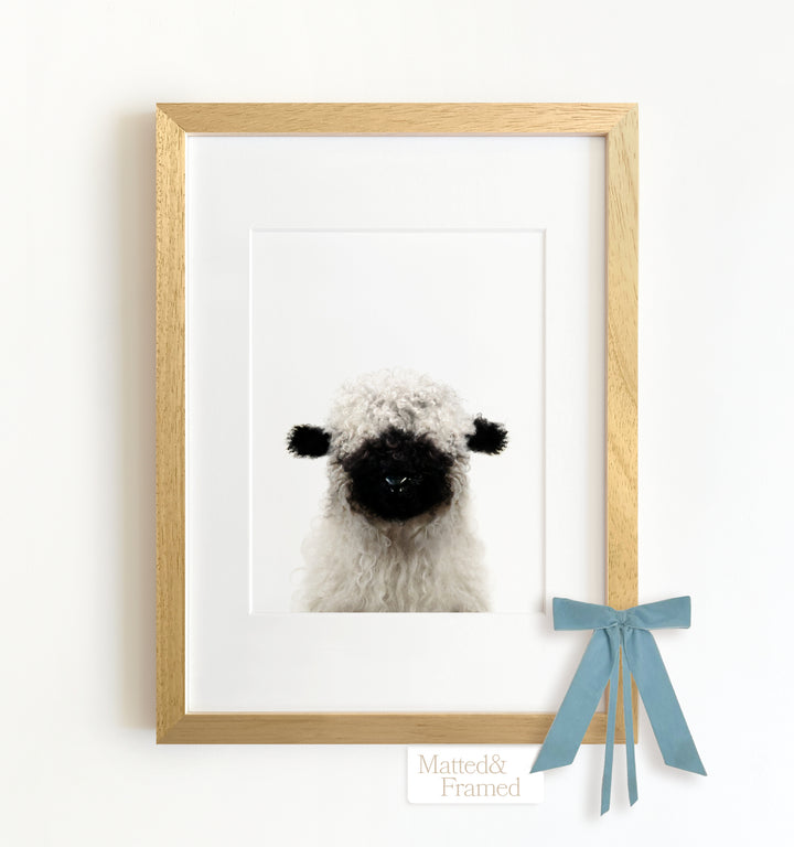 Baby Blacknose Sheep Framed Art