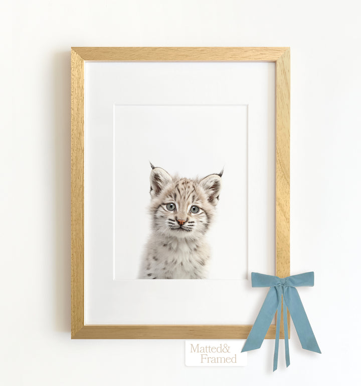 Baby Bobcat Framed Art