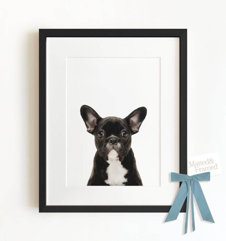 Baby Puppy French Bulldog Framed Art