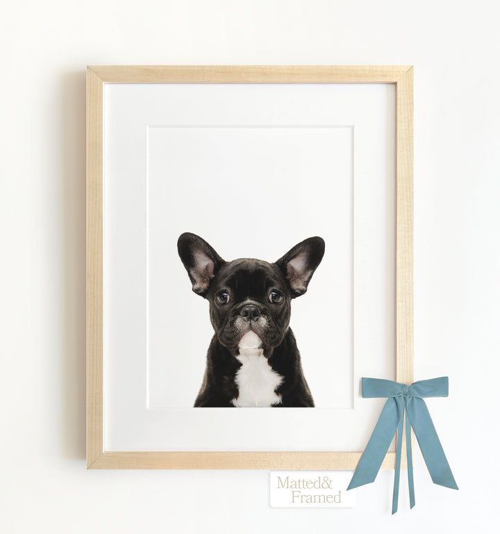 Baby Puppy French Bulldog Framed Art