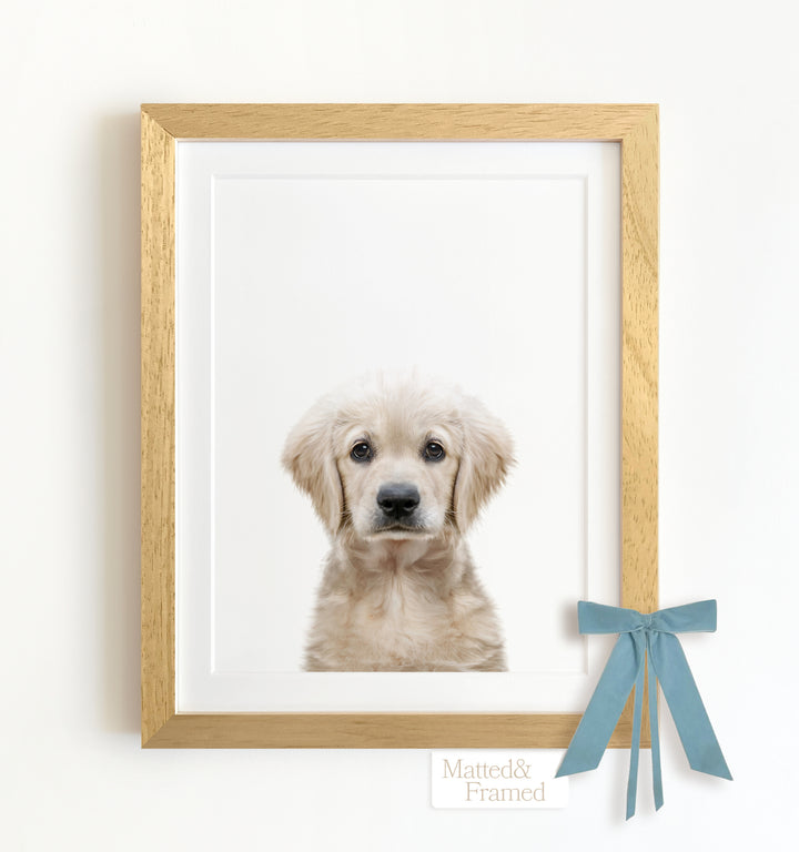 Baby Puppy Golden Retriever Portrait Framed Art